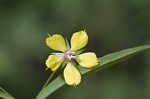 Lanceleaf loosestrife